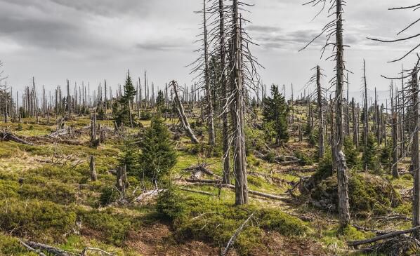 林业碳汇与森林碳汇有什么区别？