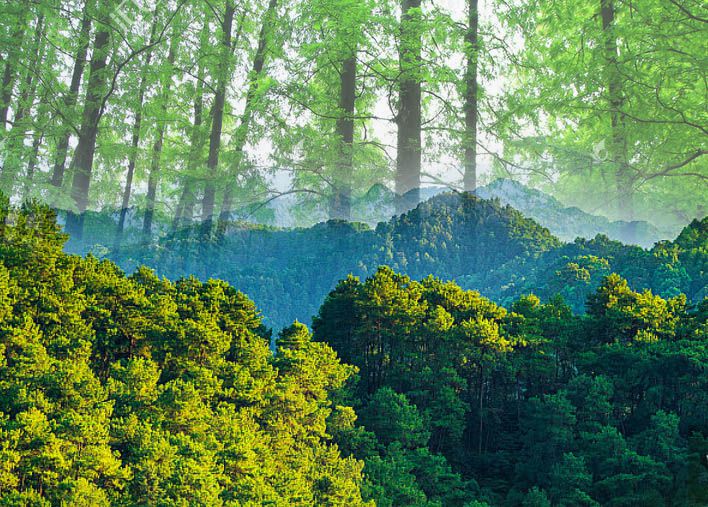 《主要树种立木生物量模型与碳计量参数》国标发布