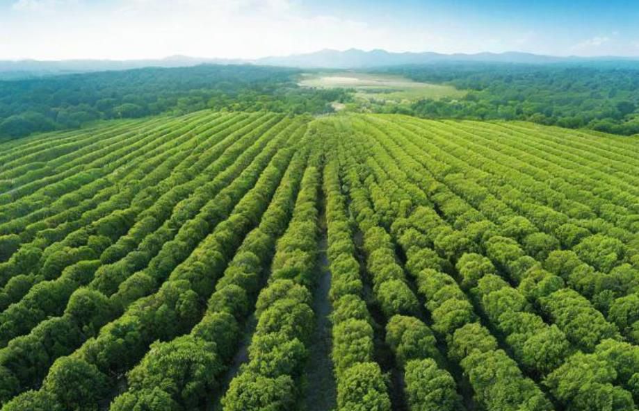 森林碳储量核算的具体步骤