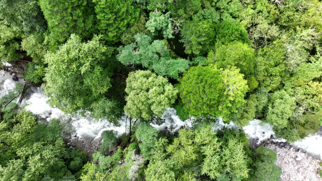 宝兴县 CCER 造林碳汇项目完成公示 森林覆盖率优势将转化为生态收益(图1)