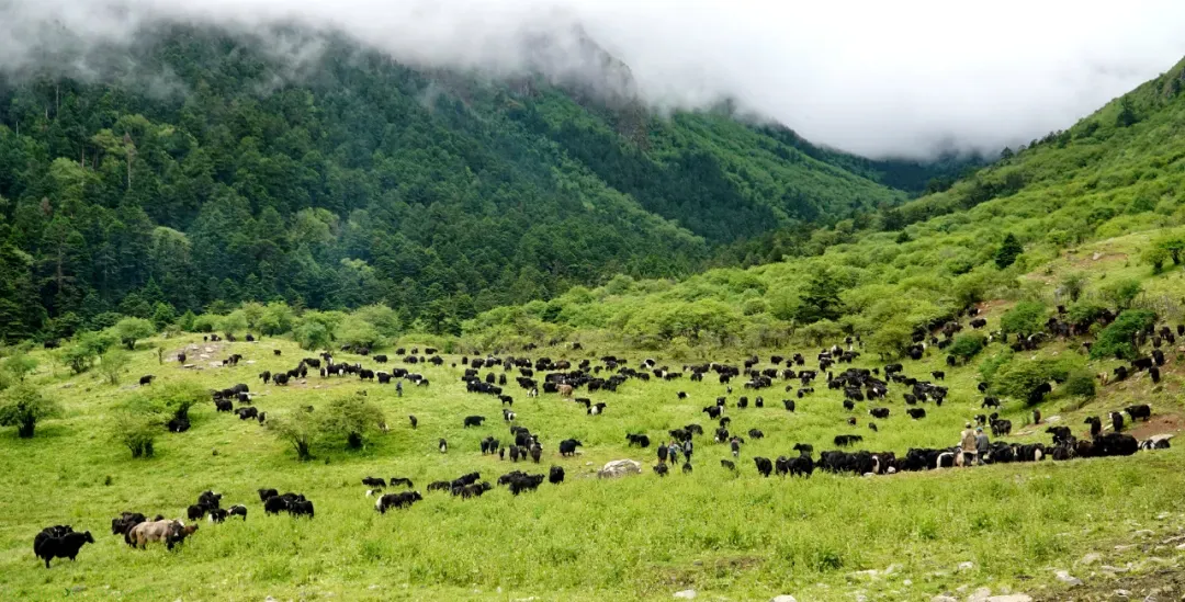 宝兴县 CCER 造林碳汇项目完成公示 森林覆盖率优势将转化为生态收益(图2)